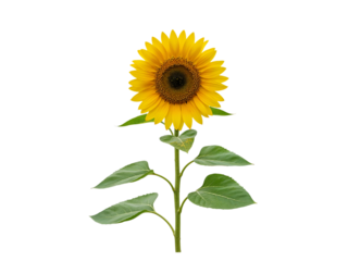 A single bright yellow sunflower with green leaves and stem isolated on transparent background