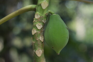 Young papaya fruit is green in color