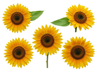 Obraz premium Collection of five bright yellow sunflowers with green leaves isolated on transparent background