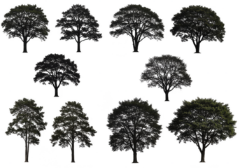 Isolated Background Trees Foliage in Transparent PNG Image Collection