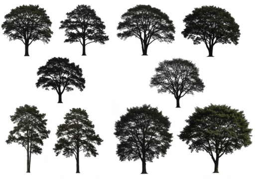 Isolated Background Trees Foliage in Transparent PNG Image Collection