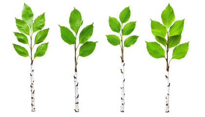 Four Green Saplings with White Bark on Black Background