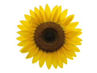 Obraz premium Bright yellow sunflower head with dark center isolated on transparent background