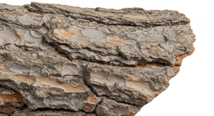 Isolated Wood Bark Texture Detailed Tree Surface Pattern Background