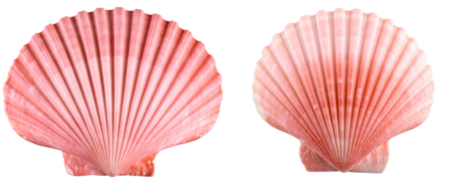 Delicate Spiral Pink Seashell with Subtle Shadows, Transparent PNG