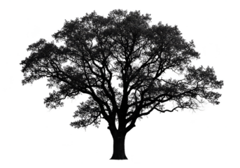 Isolated Black Tree Silhouette on Transparent Background Illustration