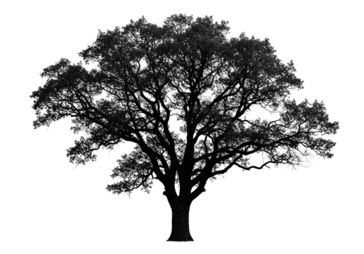 Isolated Black Tree Silhouette on Transparent Background Illustration
