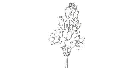 Isolated Botanical Illustration White Plant on Transparent Background PNG