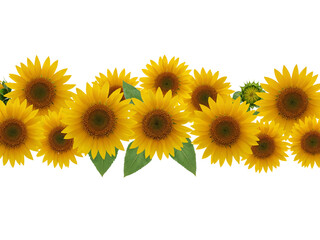 Obraz premium A horizontal border of bright yellow sunflowers with green leaves isolated on transparent background