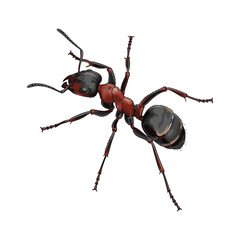Red ant isolated on white background