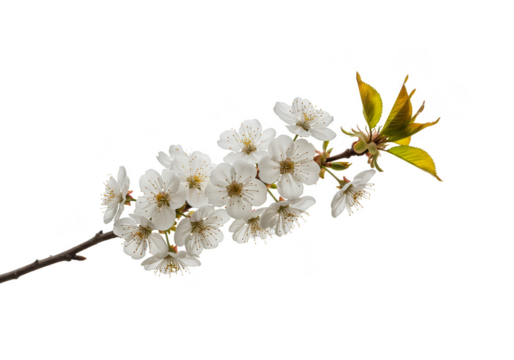 Isolated Branch With White Cherry Blossoms Spring Floral Transparent