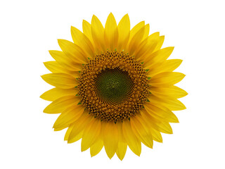 Fototapeta premium Bright yellow sunflower bloom with detailed center and petals isolated on transparent background