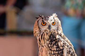 Stunning owl poses for the camera at a wildlife event during daylight
