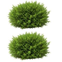 Isolated Bush Illustration Green Leaves and Foliage Garden Plant Summer