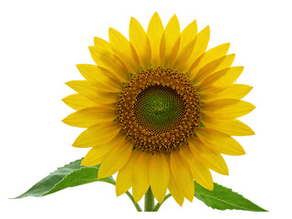Obraz premium Vibrant yellow sunflower with detailed center and green leaves isolated on transparent background