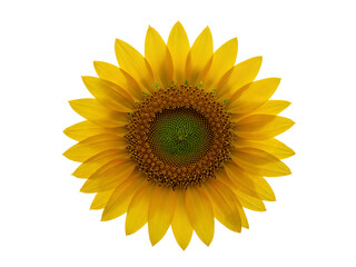Fototapeta premium Bright yellow sunflower head with intricate center isolated on transparent background