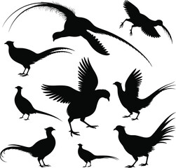 Pheasant bird silhouette collection, flying and standing positions, elegant tail feathers, nature wildlife design, cad drawing, flat vector illustration

