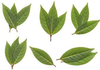 Isolated Flora Green Leaves on Transparent Background Botanical Illustration