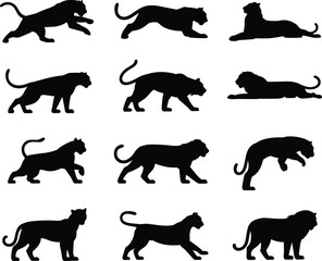 Tiger lion silhouette, walking and resting pose, wild animal vector set, cad drawing flat design, big cat predator illustration