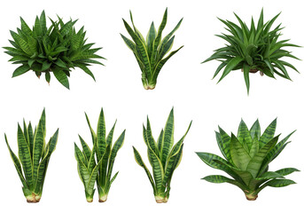 Isolated Foliage Green Sansevieria Tropical Plant Collection on Transparent