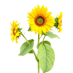 Fototapeta premium sunflower isolated on white background PNG