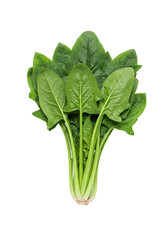 Isolated Fresh Green Spinach Bunch On Transparent Background Png