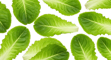 Isolated Fresh Green Lettuce Leaf Vegetable Food Png Transparent Background