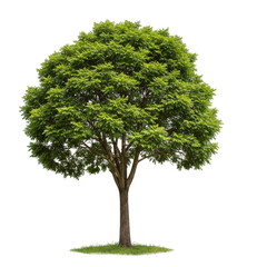 Isolated Full Green Tree With Transparent Background In Natural Outdoor