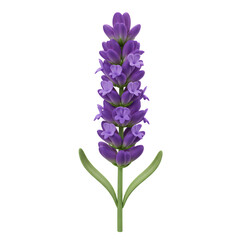 Obraz premium Purple Lavender Sprig Botanical Illustration on Transparent Background