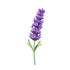 Obraz premium Purple Lavender Sprig on Transparent Background