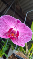 pink orchid in a hanging pot