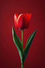 Fototapeta premium Crimson Tulip Elegance A Captivating Close Up of a Single Red Tulip Against a Deep Red Backdrop Showcasing Floral Beauty and Botanical Simplicity