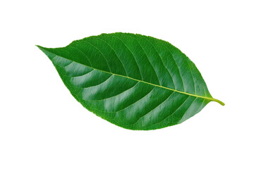 Vibrant Leaf Detail: A singular, verdant leaf, freshly rendered, showcases detailed veins and a striking, vivid green hue, exemplifying the natural elegance of botanical forms.