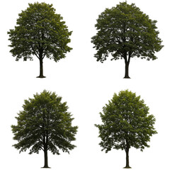 Obraz premium Illustration of Four Green Isolated Trees in Black Background