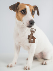 Jack Russell Terrier Dog Holding House Keys. 