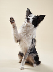 A black and white border collie sits on a beige background, raising one paw as if waving. The dog's...