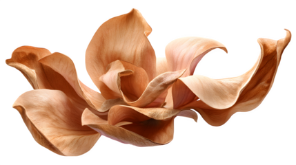 Dried magnolia petal with curl
