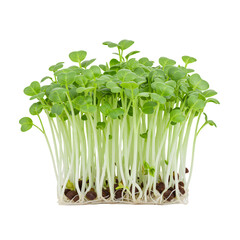 Vibrant Green Microgreens with White Stems and Tiny Roots on Transparent Background
