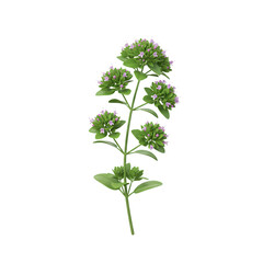 Vibrant Green Oregano Plant with Delicate Purple Flowers on Transparent Background