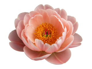 Soft pink peony flower with yellow stamens isolated on transparent background