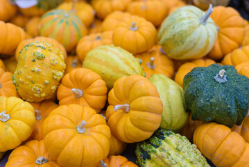 A vibrant pile of mini pumpkins in various shades of orange and green. Autumn background.