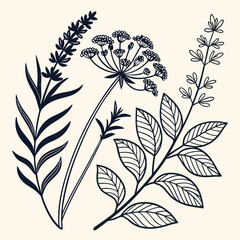 Floral herb illustration design