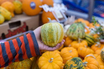 Female hand holds a small pumpkin, surrounded by other pumpkins of different sizes and colors