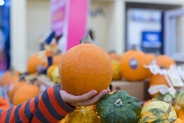 Female hand holds a small orange pumpkin, surrounded by other pumpkins of different sizes and colors