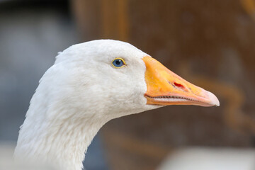 Close up head goose in nature farm garden at thailand