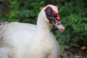 The white Duck is stay in nature garden