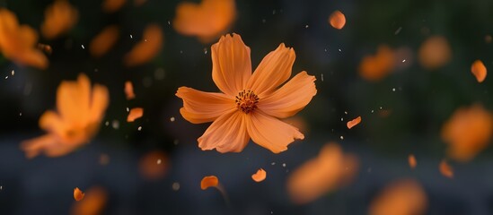 Vibrant cosmos bloom and scattered petals dance in a serene floral arrangement