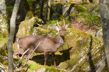 雁ヶ腹摺山登山道の野生のシカ