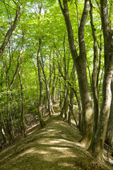 Obraz premium 新緑の登山道