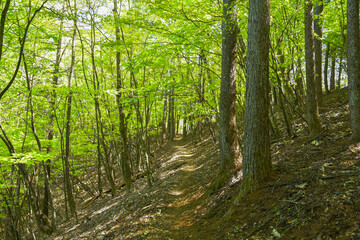 Fototapeta premium 新緑の登山道